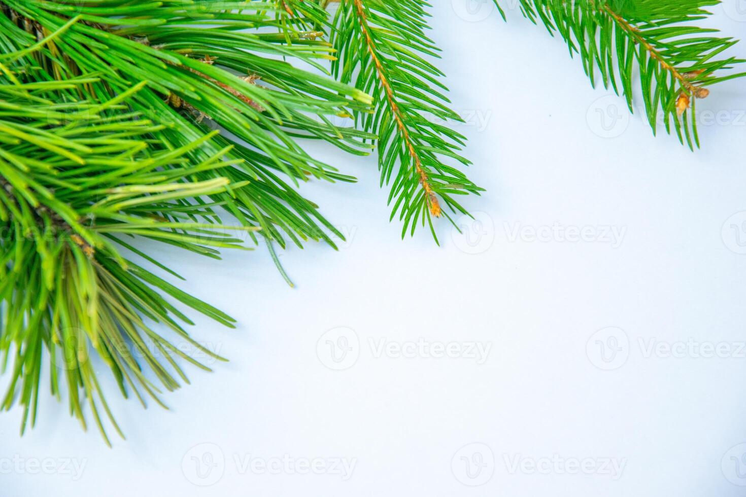 Fresh green pine branches arranged artistically on a plain background in natural lighting for a calming effect photo