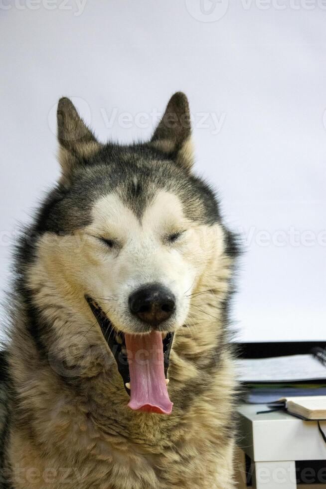 Malamute relaxes indoors, yawning with its eyes closed, showcasing its fluffy coat and joyful demeanor. The warm atmosphere highlights its playful nature photo