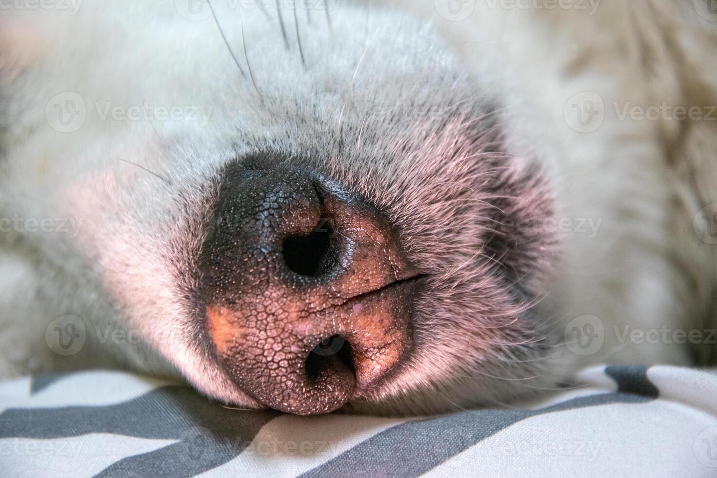 A tranquil dog lies asleep, its nose close to a soft, striped blanket, illuminated by gentle afternoon light coming through a window photo