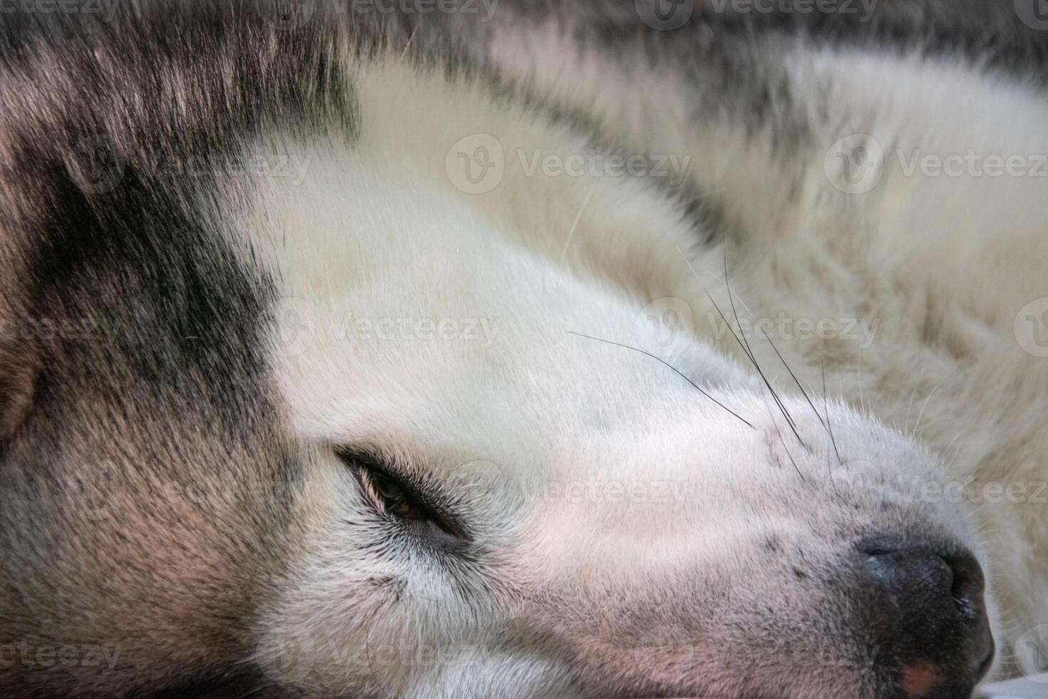 An Alaskan malamute rests serenely with its eyes closed, showcasing its thick fur and peaceful demeanor in a warm, inviting indoor space photo