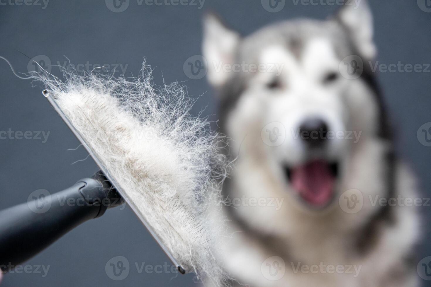 Someone is using a grooming brush to remove loose fur from a fluffy dog. The cheerful dog enjoys the attention while sitting indoors in soft lighting photo