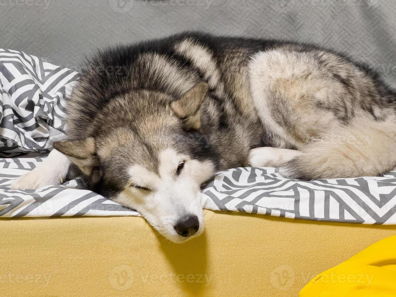 A relaxed husky is curled up and sleeping soundly on a soft bedspread, surrounded by a cozy indoor atmosphere filled with comfort photo