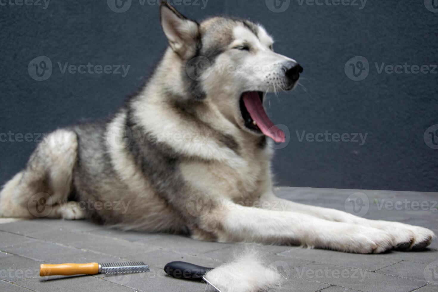 The Alaskan Malamute relaxes on a paved surface, yawning widely with a grooming brush and clumps of fur nearby, suggesting a recent grooming session photo