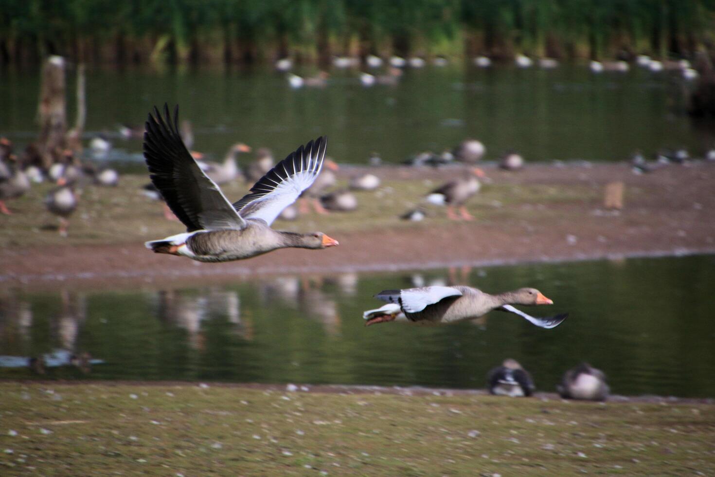 Two birds flying over a body of water photo