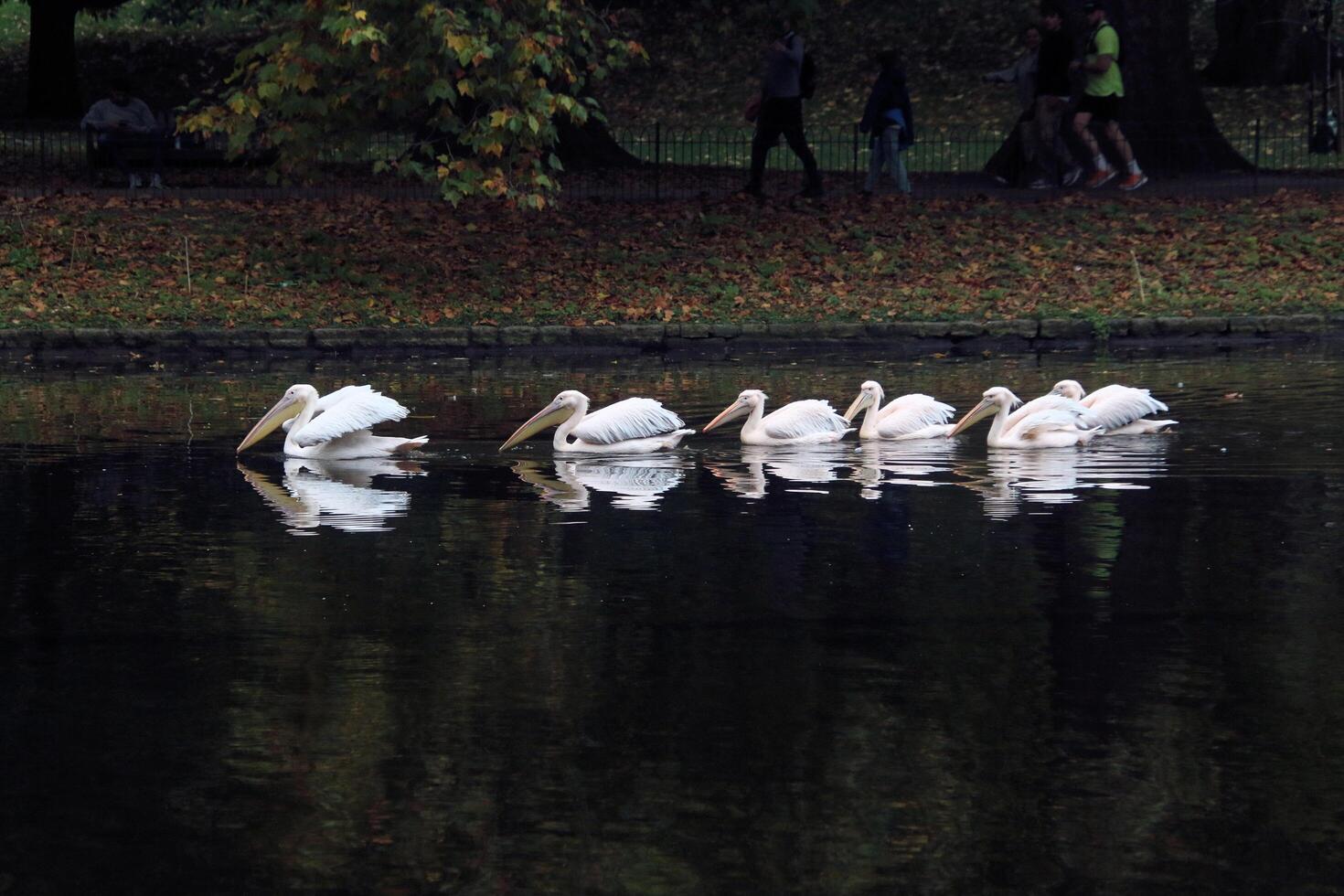 A group of pelicans are swimming in the water photo