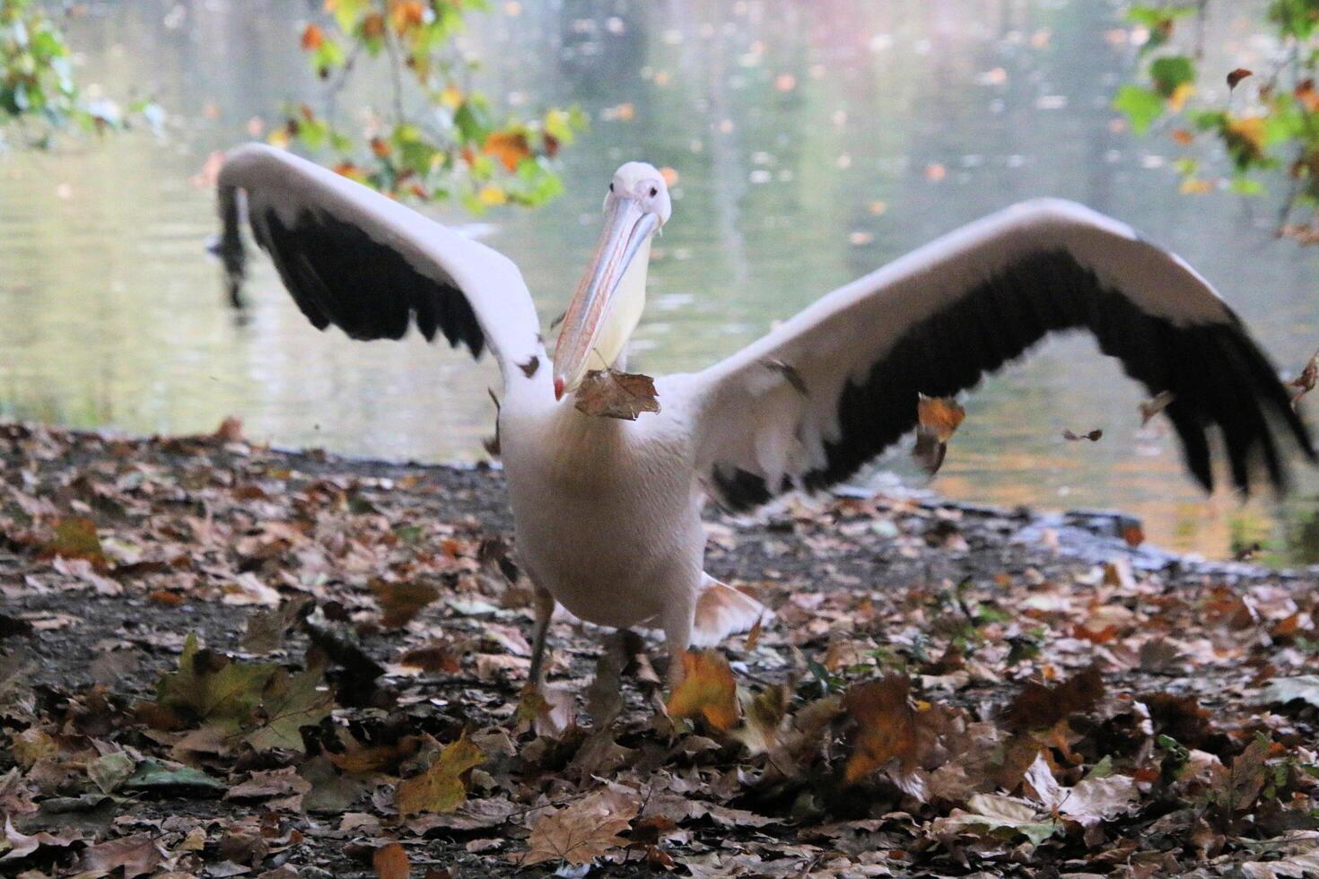 A large bird with wings spread out photo