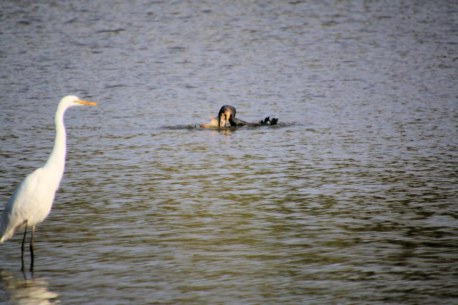 A white bird and a black bird in the water photo