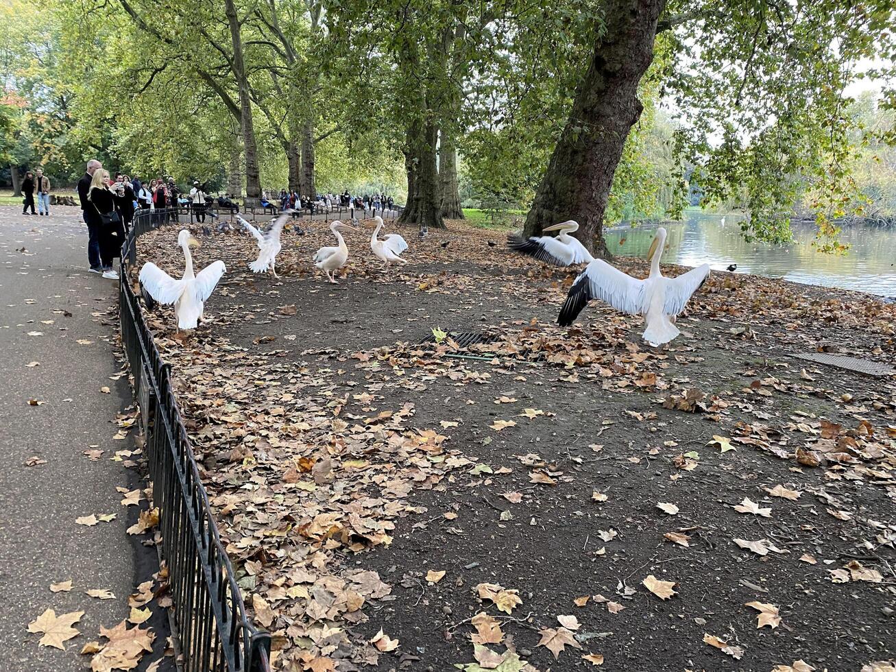 A group of white birds are standing on the side of the road photo
