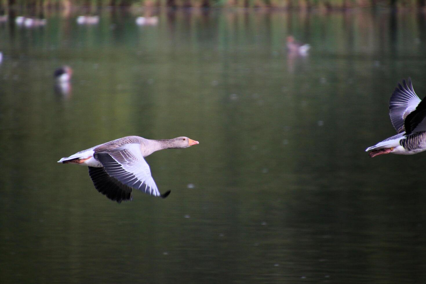 Two birds flying over a body of water photo