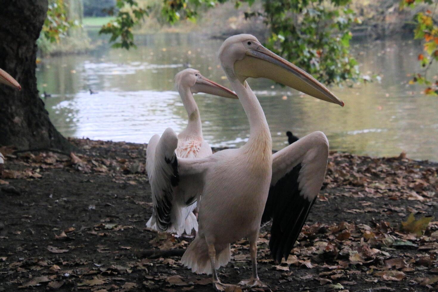 A large white pelican photo