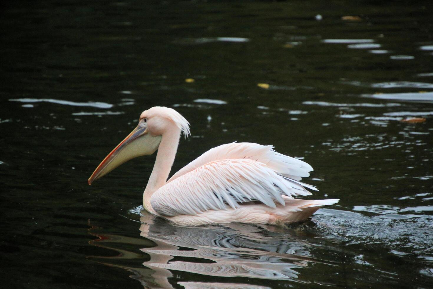 A white pelican floating in a lake photo