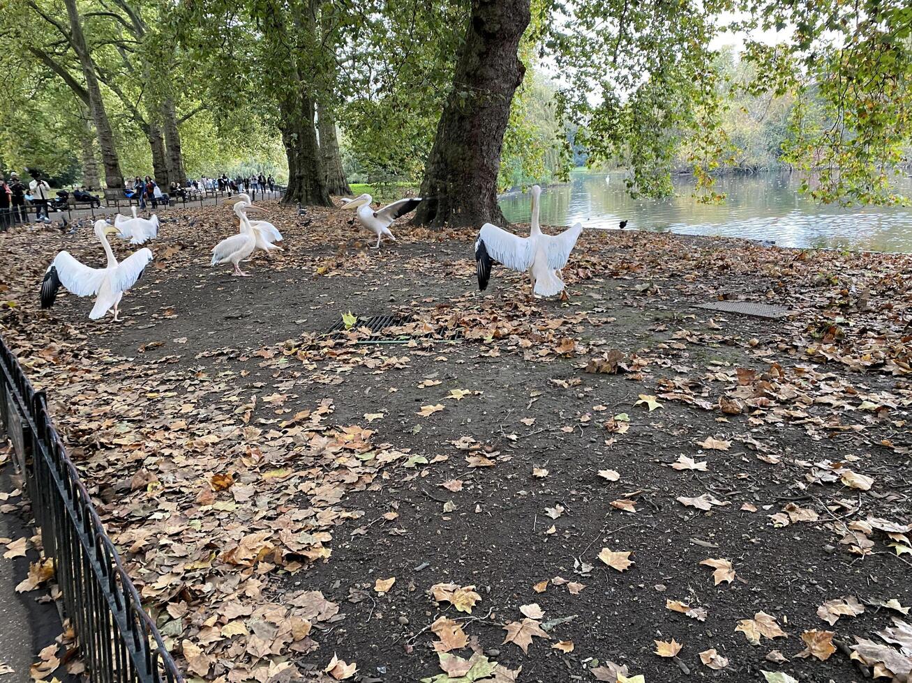 White swans in the park photo