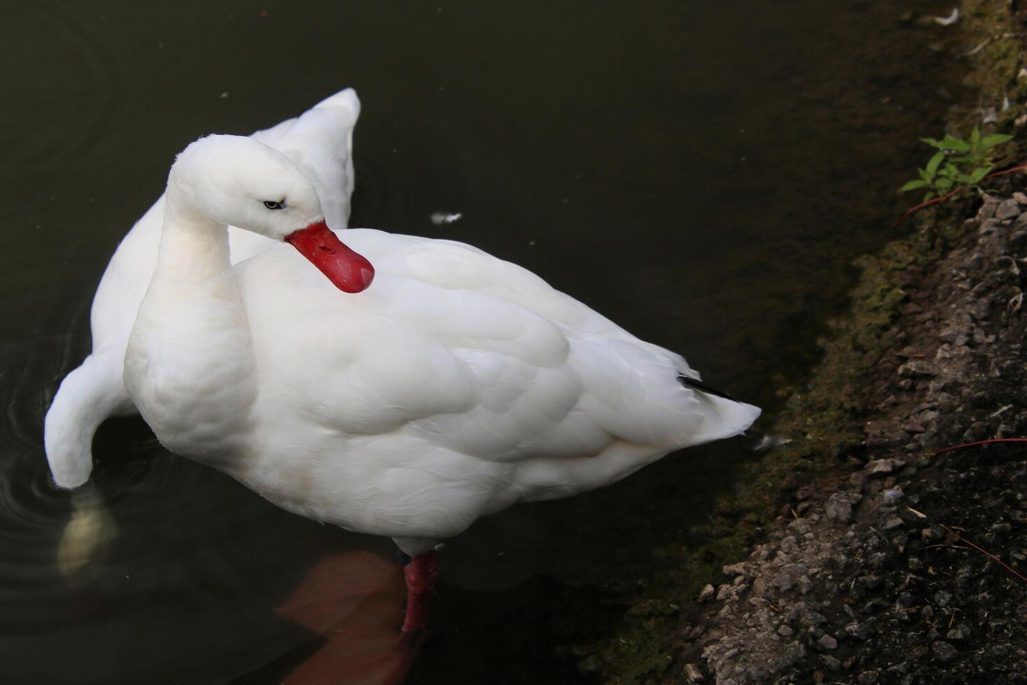 A white duck with a red beak photo