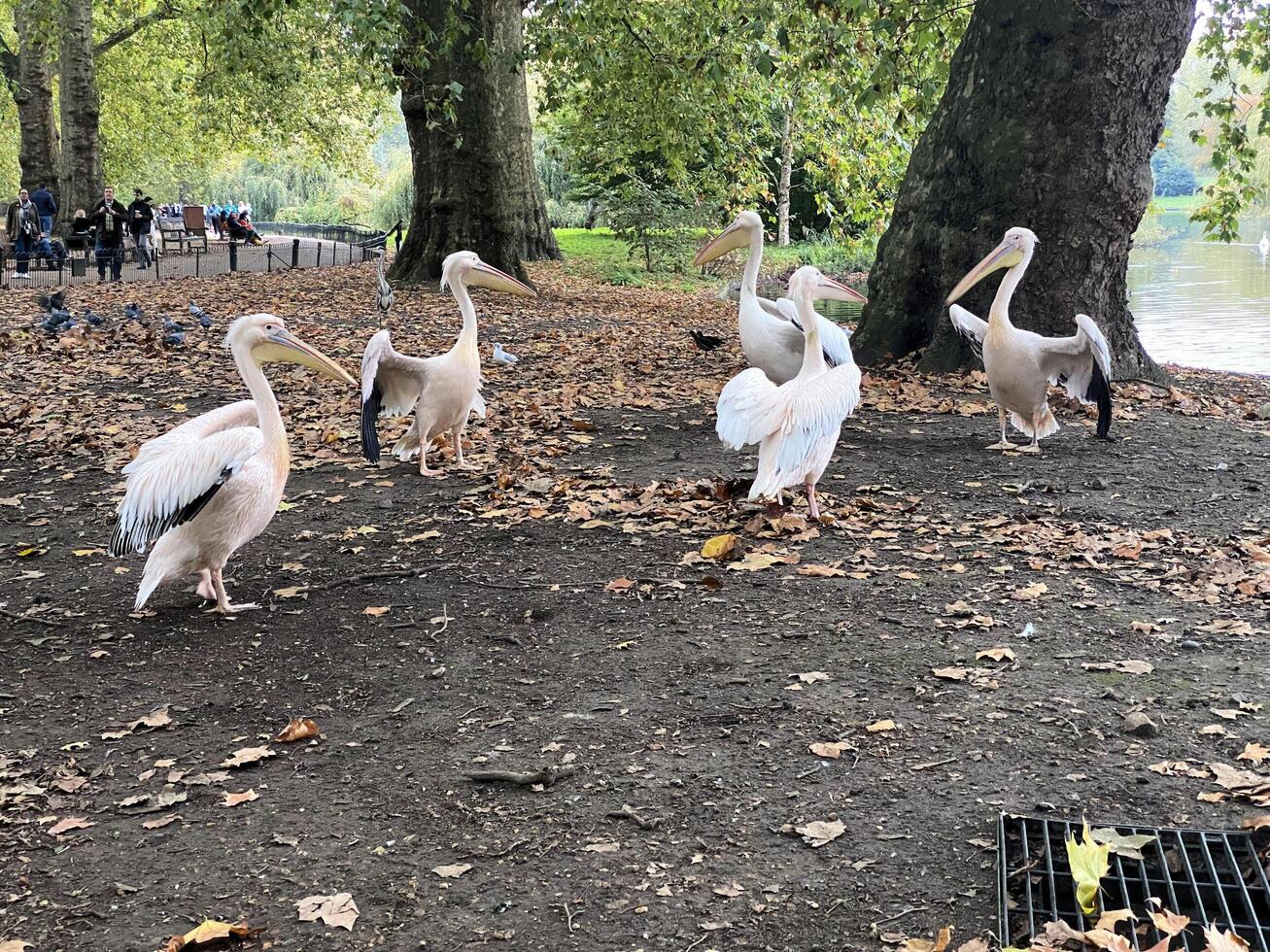 A group of pelicans standing on the ground near a lake photo
