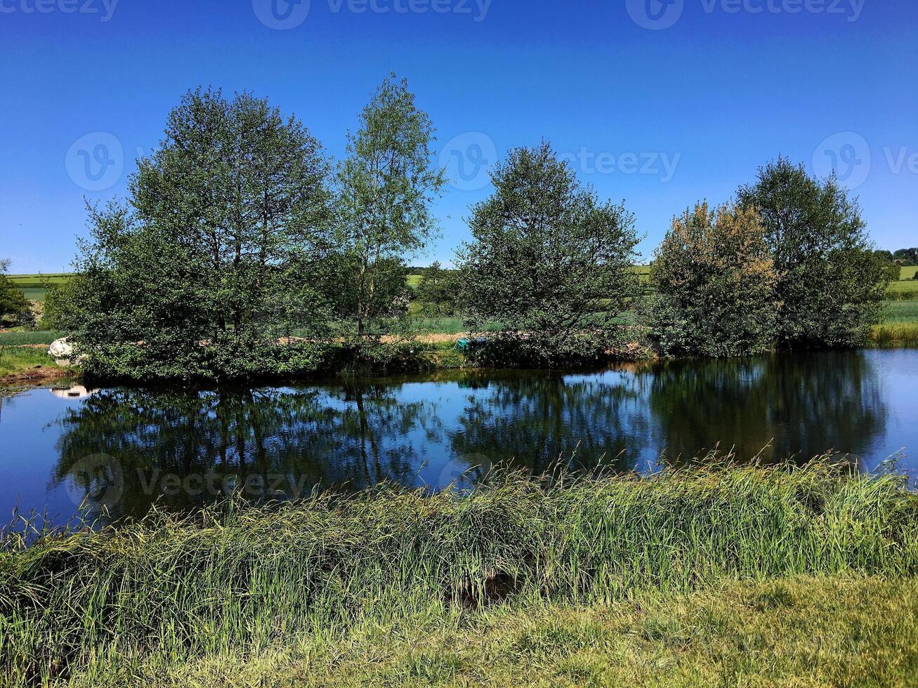 A small pond with a few trees and a swan photo