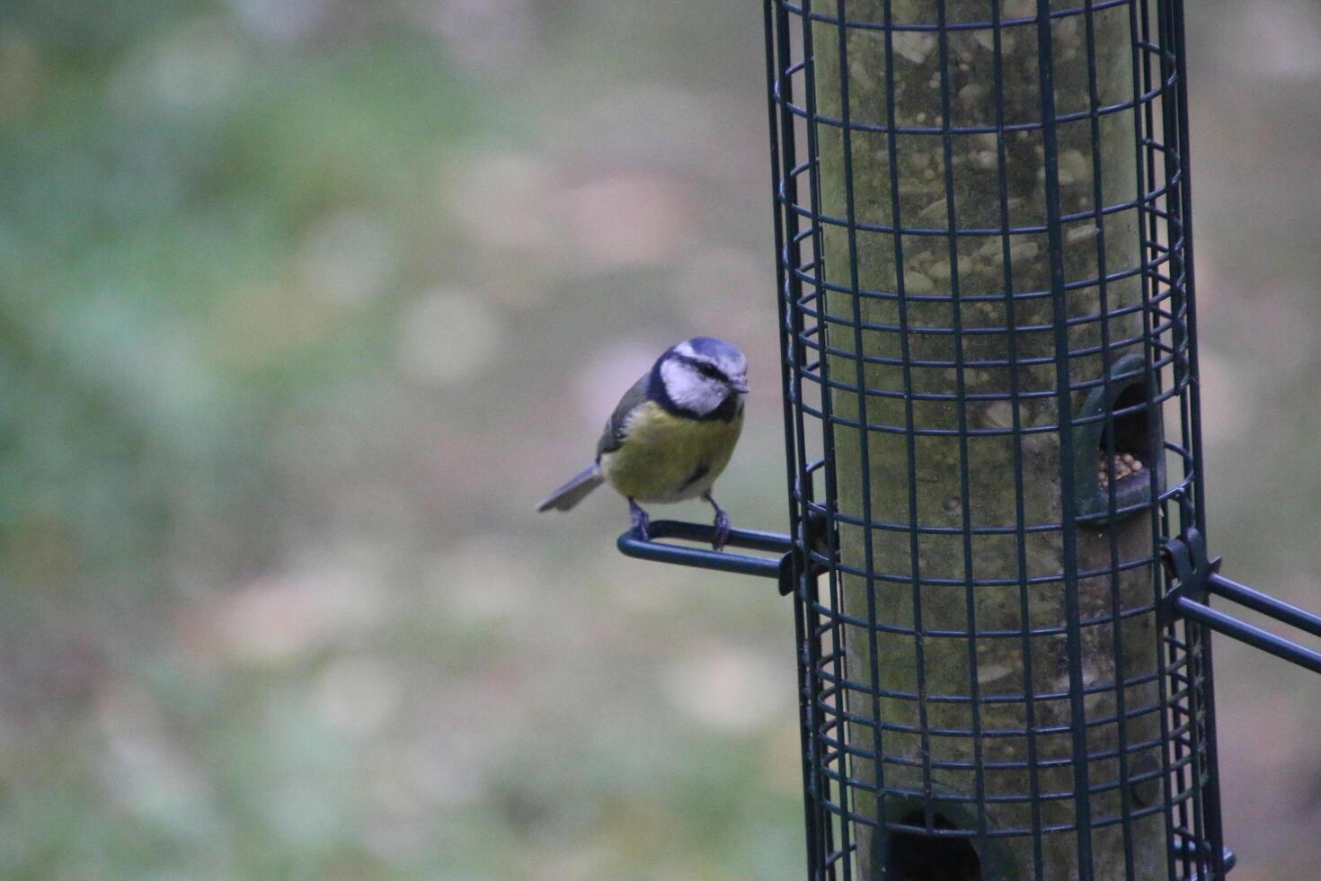 A small bird is perched on a bird feeder photo
