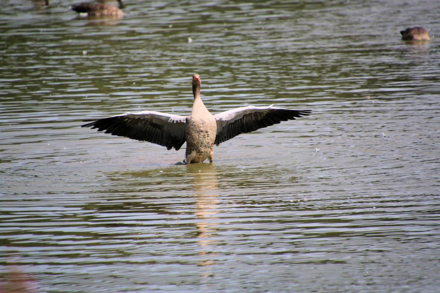 A bird that is standing in the water photo