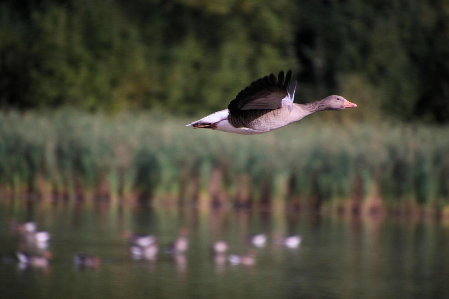 A bird flying over a lake with ducks in the background photo