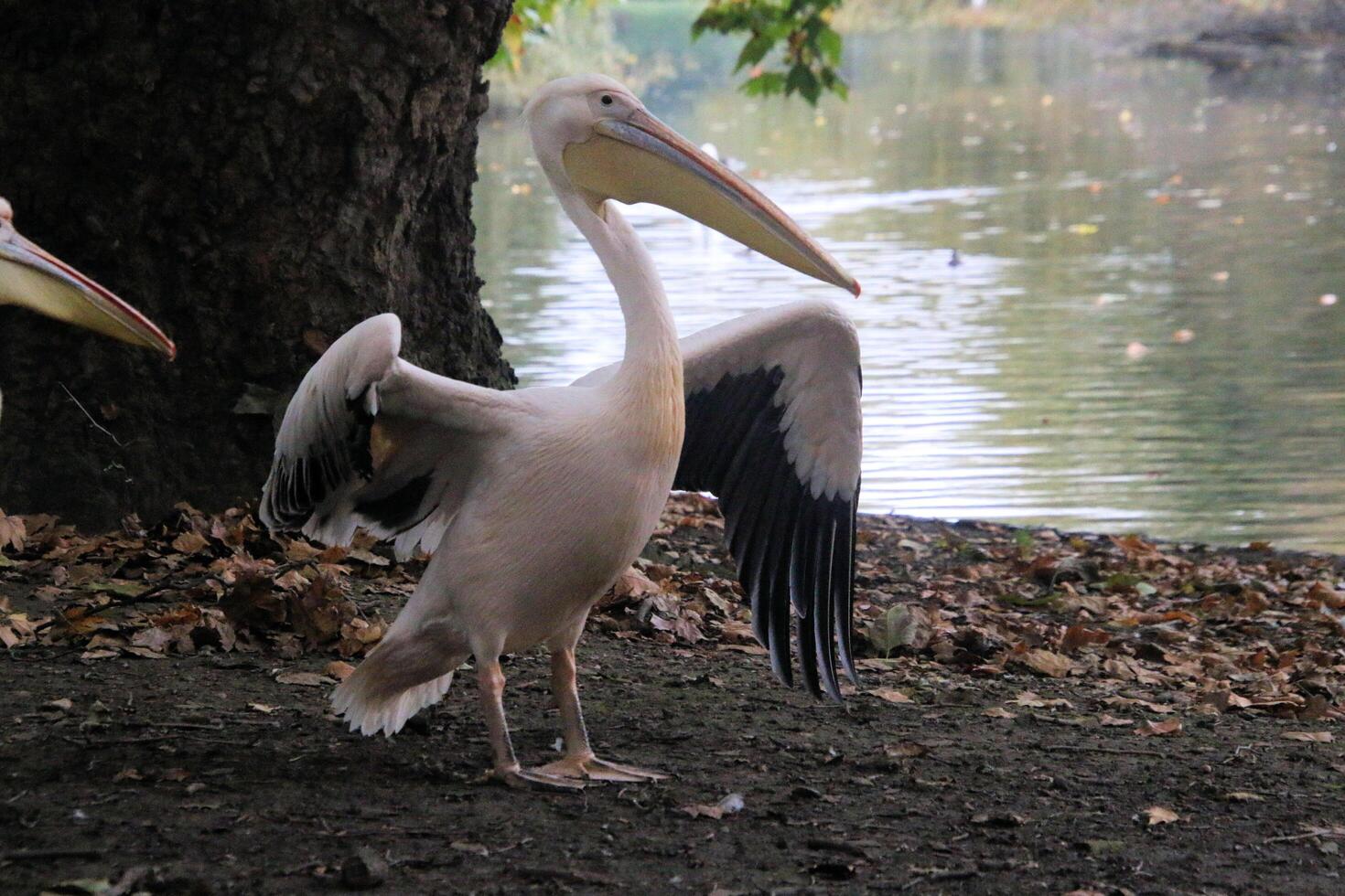 Two pelicans standing next to a tree photo