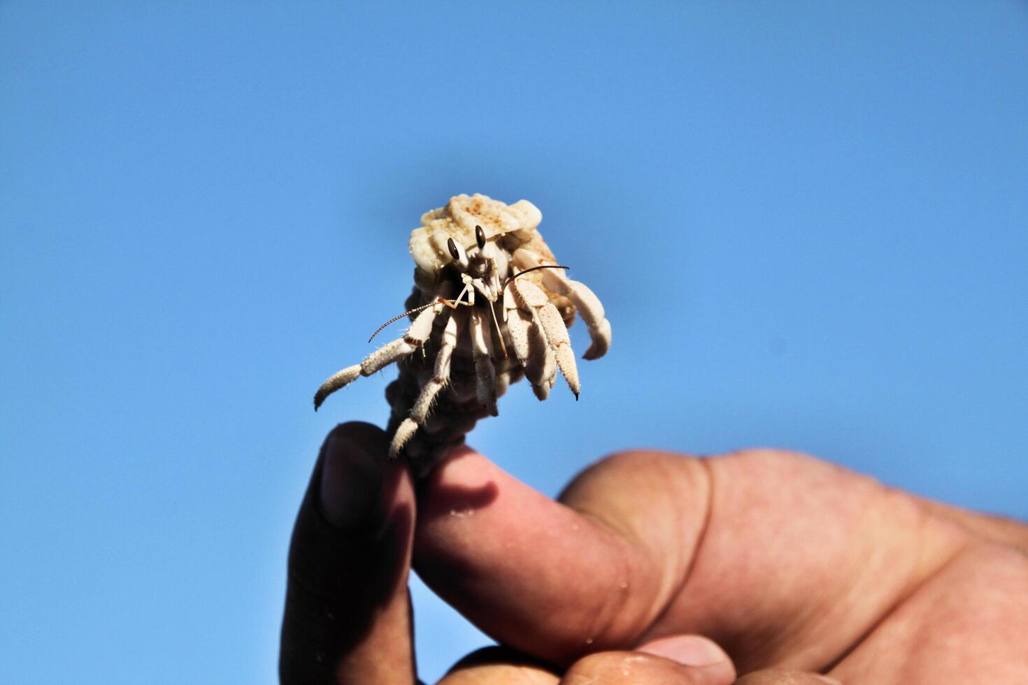 A hand holding a dried up plant photo