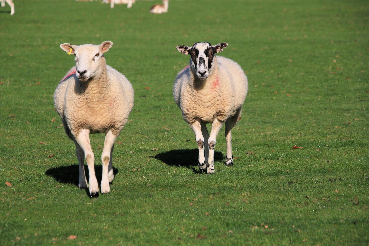 A view of a Sheep in the Cheshire Countryside photo
