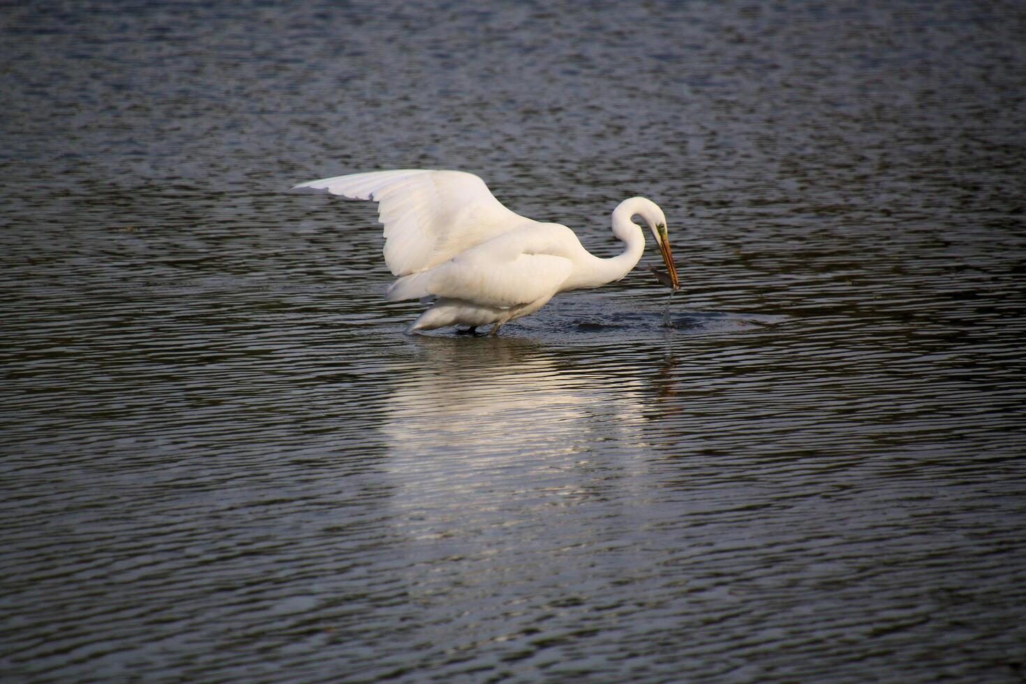 A view of a Great White Egret at Venus Pool Nature Reserve photo