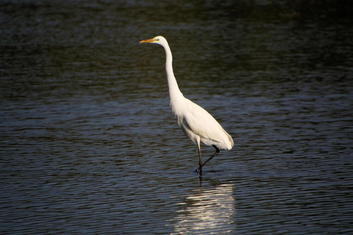 A view of a Great White Egret at Venus Pool Nature Reserve photo