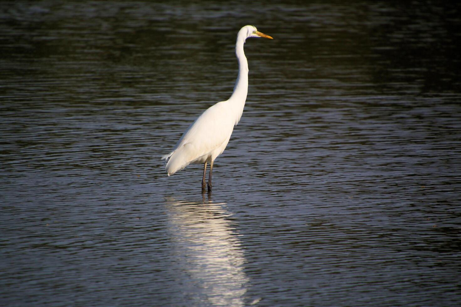 A view of a Great White Egret at Venus Pool Nature Reserve photo