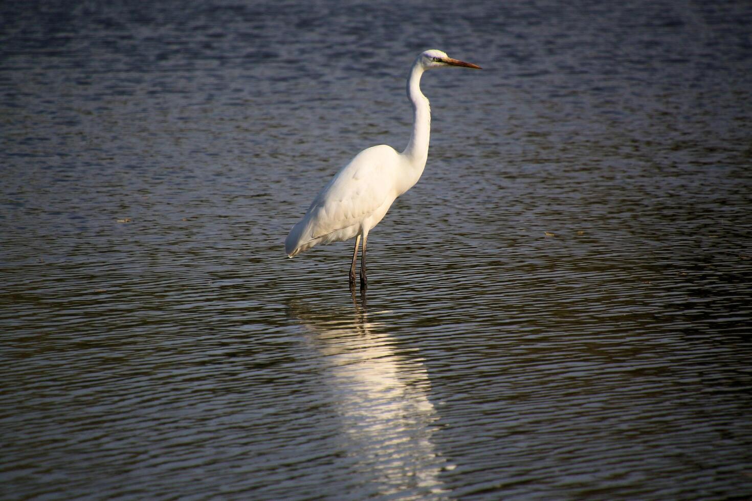 A view of a Great White Egret at Venus Pool Nature Reserve photo