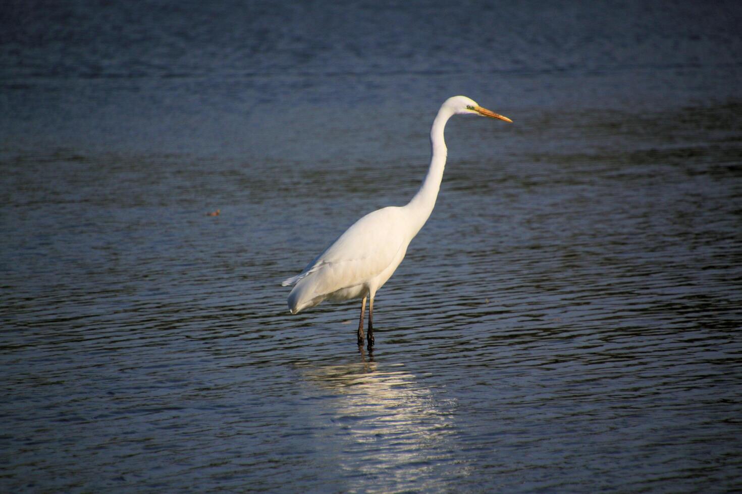 A view of a Great White Egret at Venus Pool Nature Reserve photo