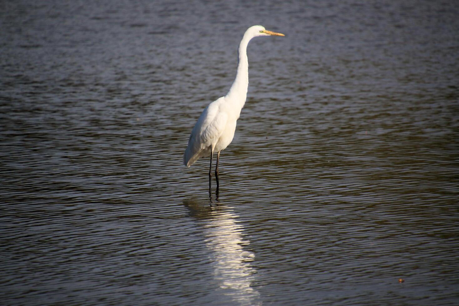 A view of a Great White Egret at Venus Pool Nature Reserve photo