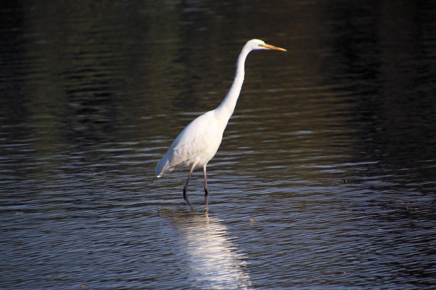 A view of a Great White Egret at Venus Pool Nature Reserve photo