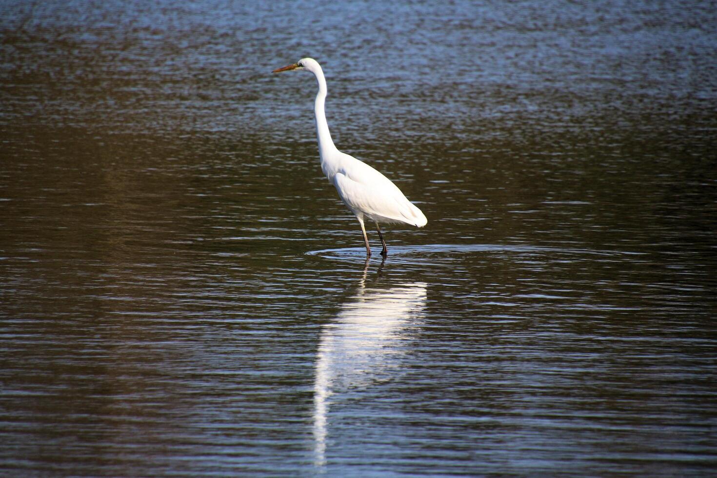 A view of a Great White Egret at Venus Pool Nature Reserve photo
