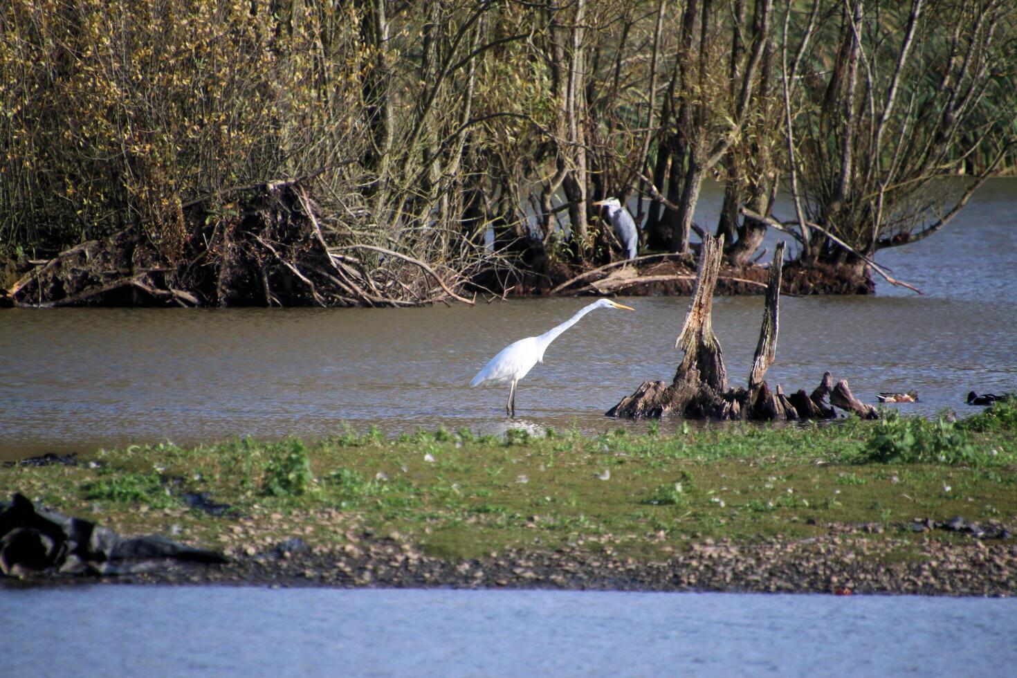 A view of a Great White Egret in flight over Venus Pool Nature Reserve photo