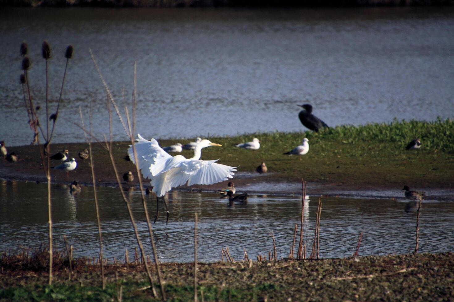 A view of a Great White Egret in flight over Venus Pool Nature Reserve photo