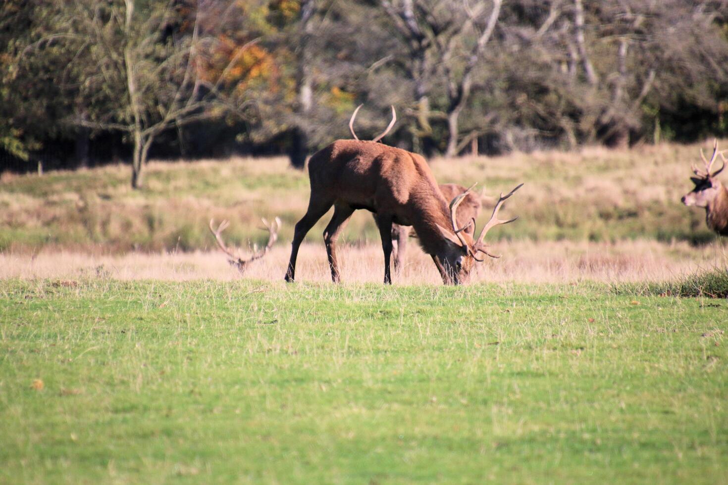 A view of a Redd Deer Stag in the Cheshire Countryside photo
