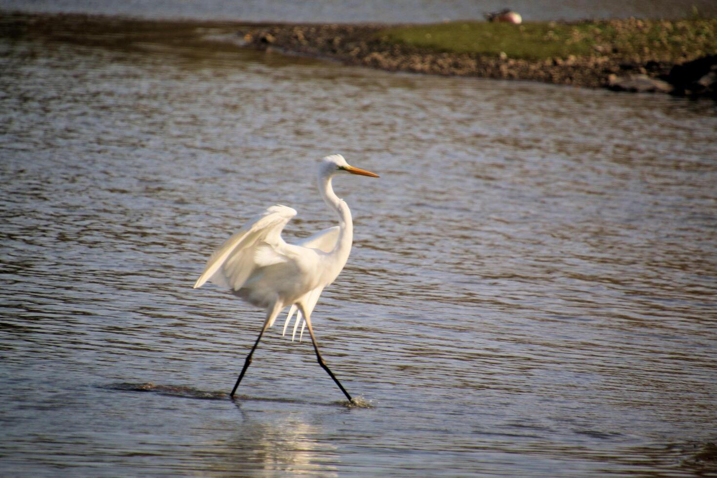 A view of a Great White Egret at Venus Pool Nature Reserve photo