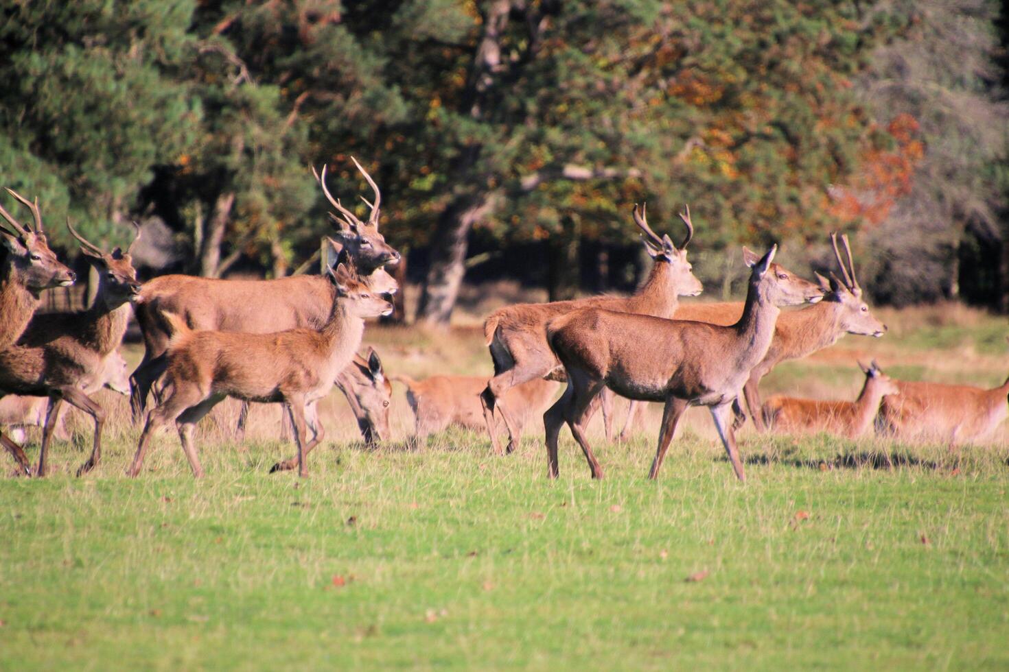 A view of a Herd of Red Deer in the Cheshire Countryside photo