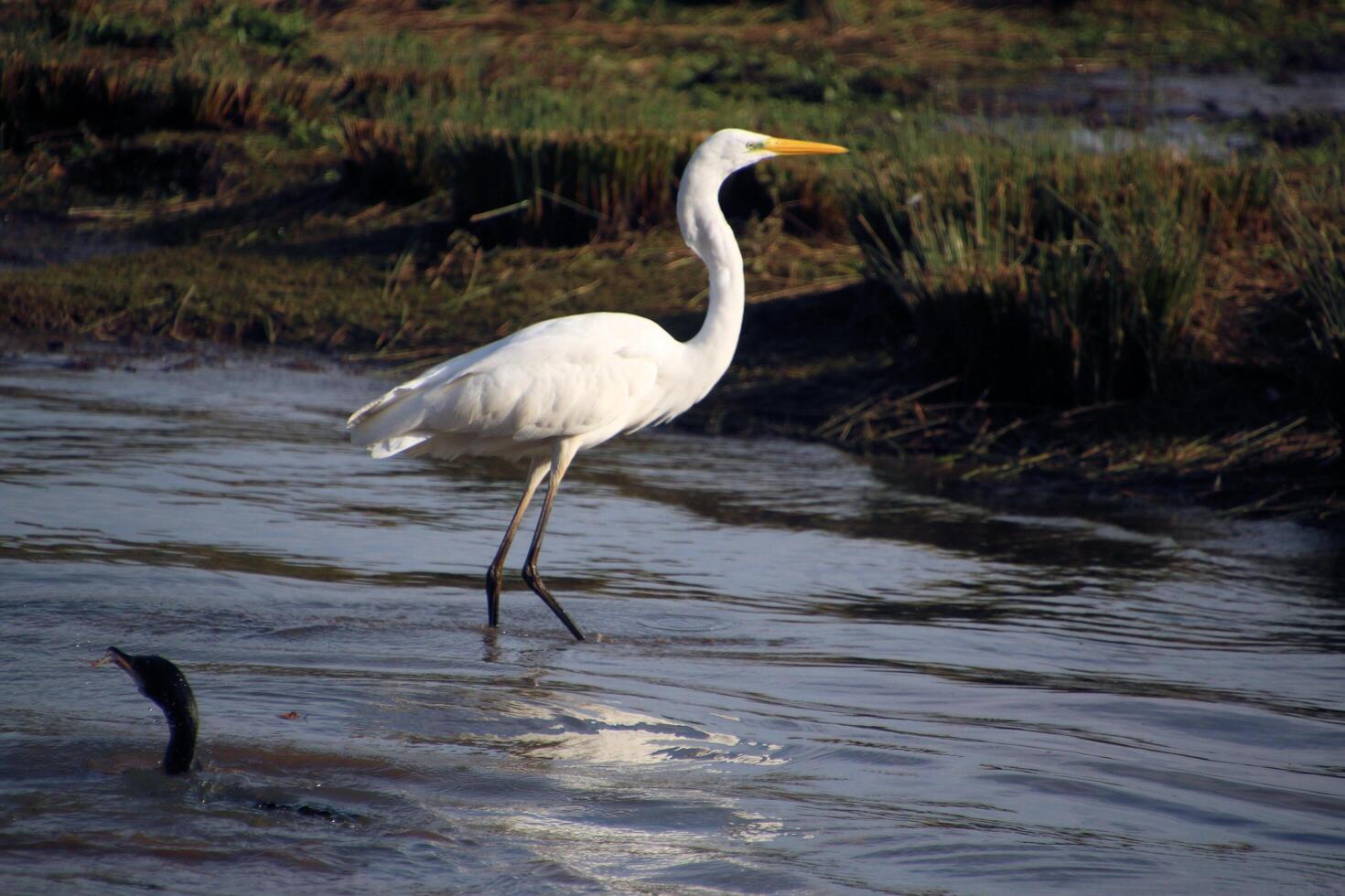 A view of a Great White Egret at Venus Pool Nature Reserve photo