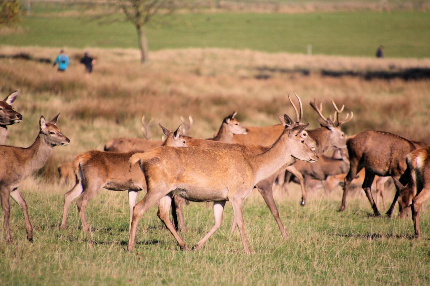A view of a Herd of Red Deer in the Cheshire Countryside photo