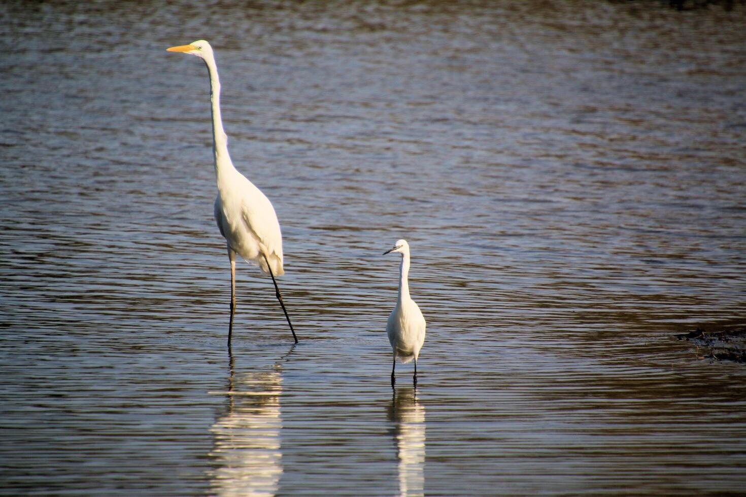 A Great White Egret and a Little Egret in the water photo