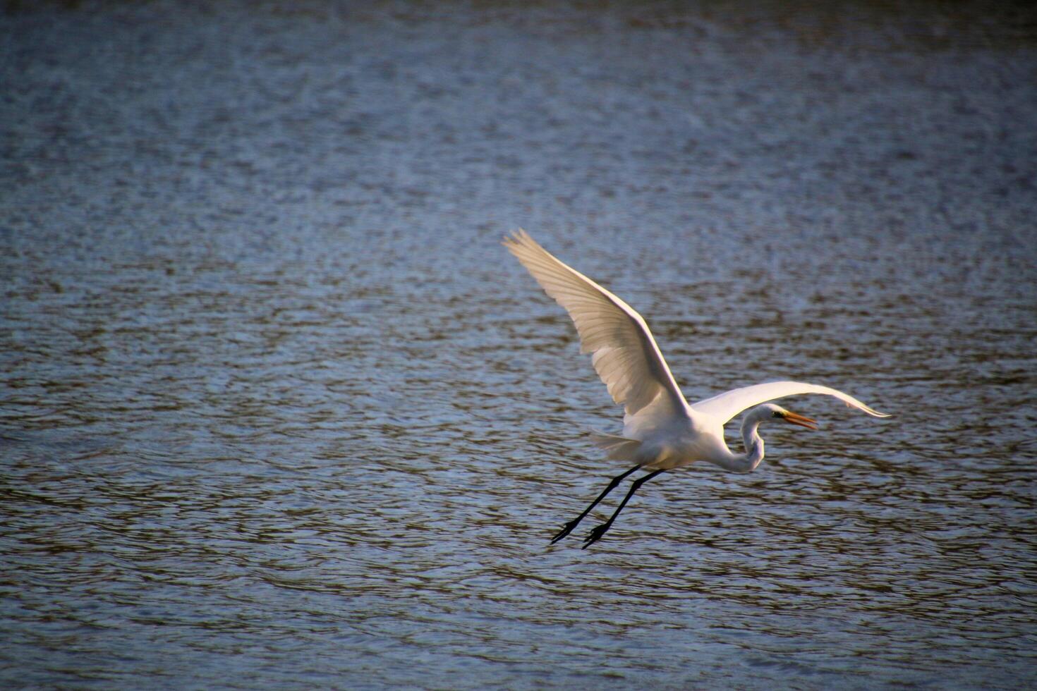 A view of a Great White Egret in flight over Venus Pool Nature Reserve photo