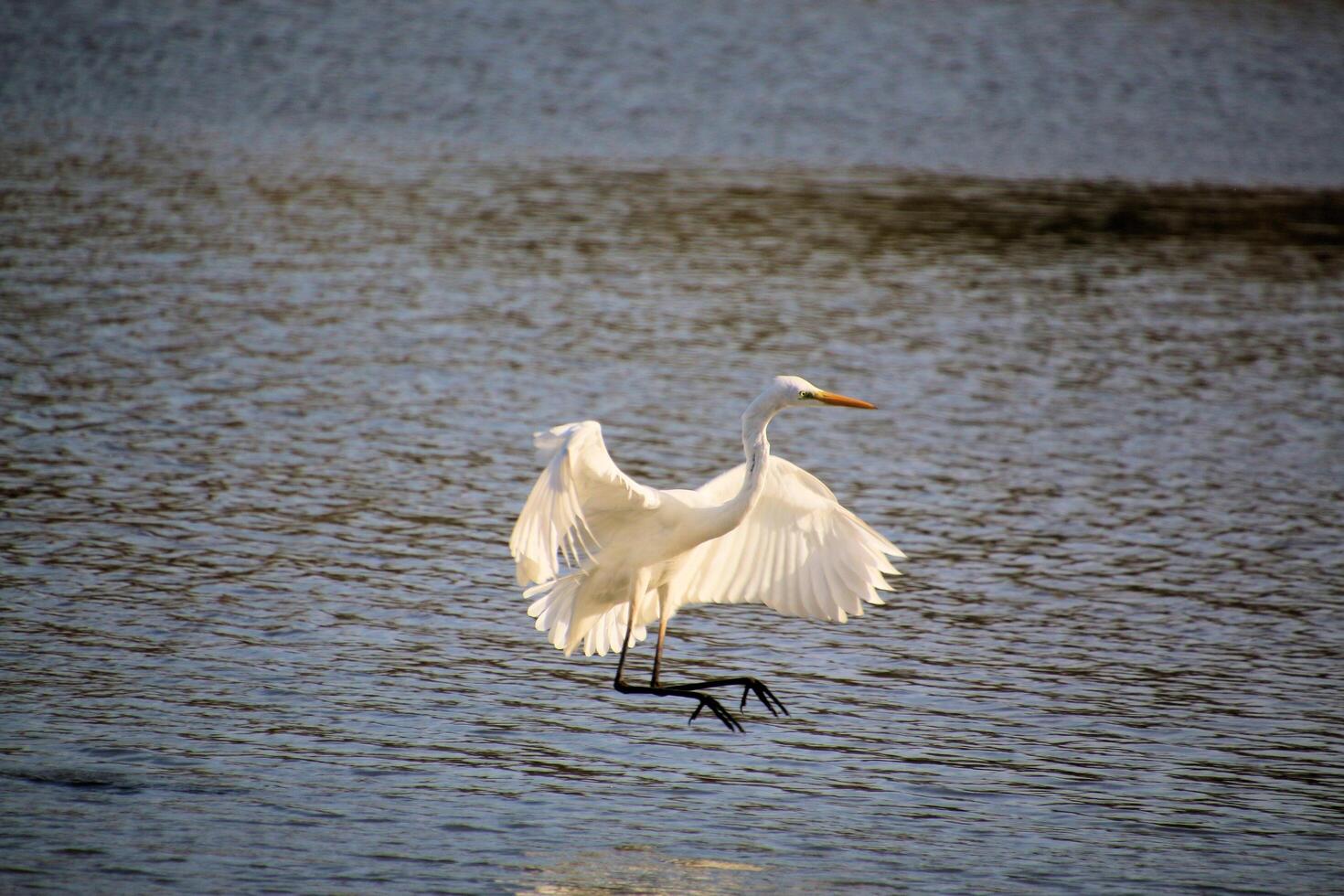 A view of a Great White Egret in flight over Venus Pool Nature Reserve photo