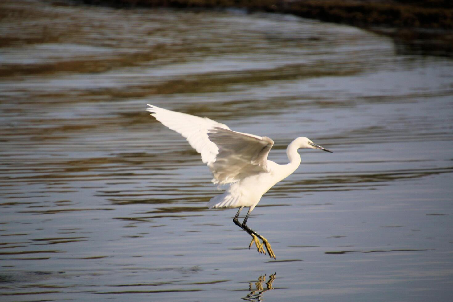 A view of a Great White Egret in flight over Venus Pool Nature Reserve photo