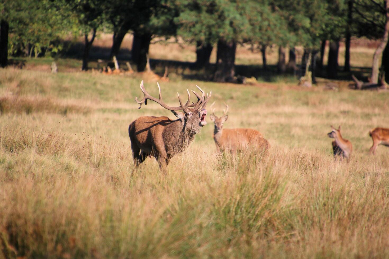A group of deer in a field with trees in the background photo