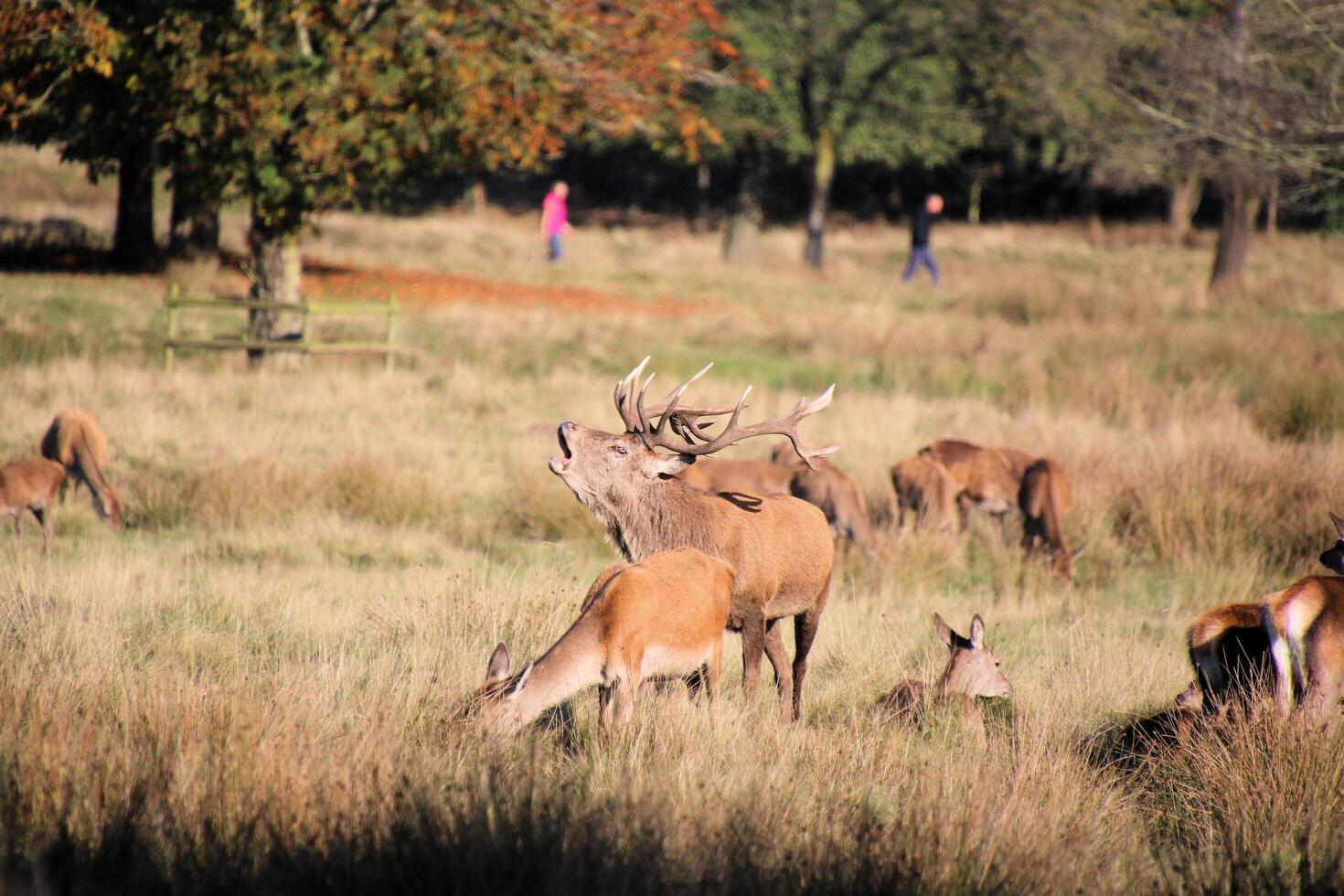 A herd of deer in a field with people in the background photo