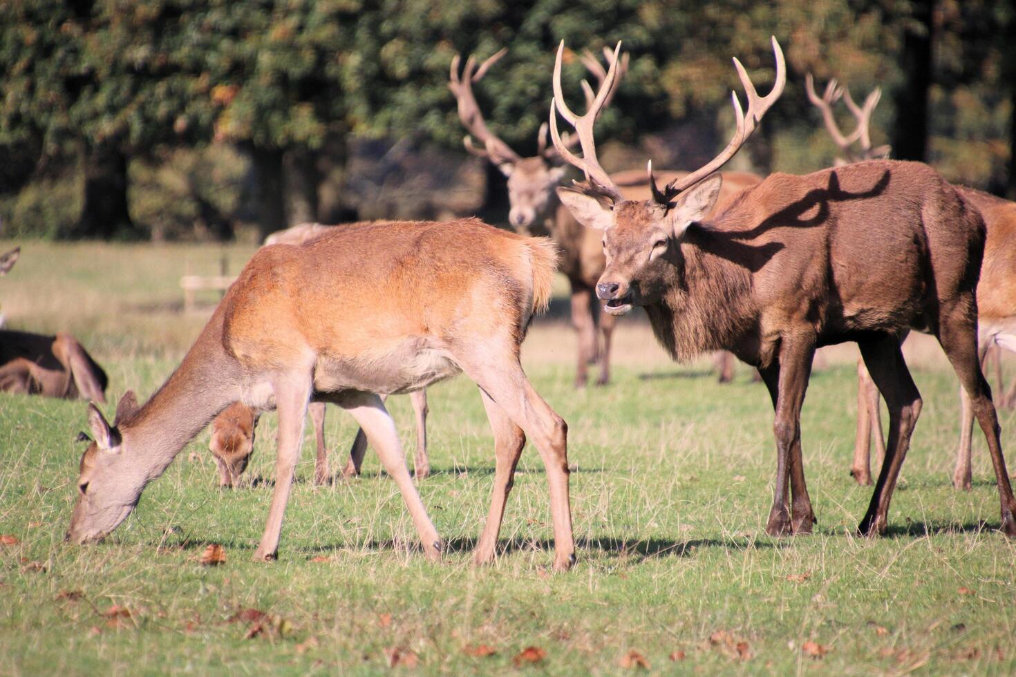 Deer grazing in a field with other animals photo