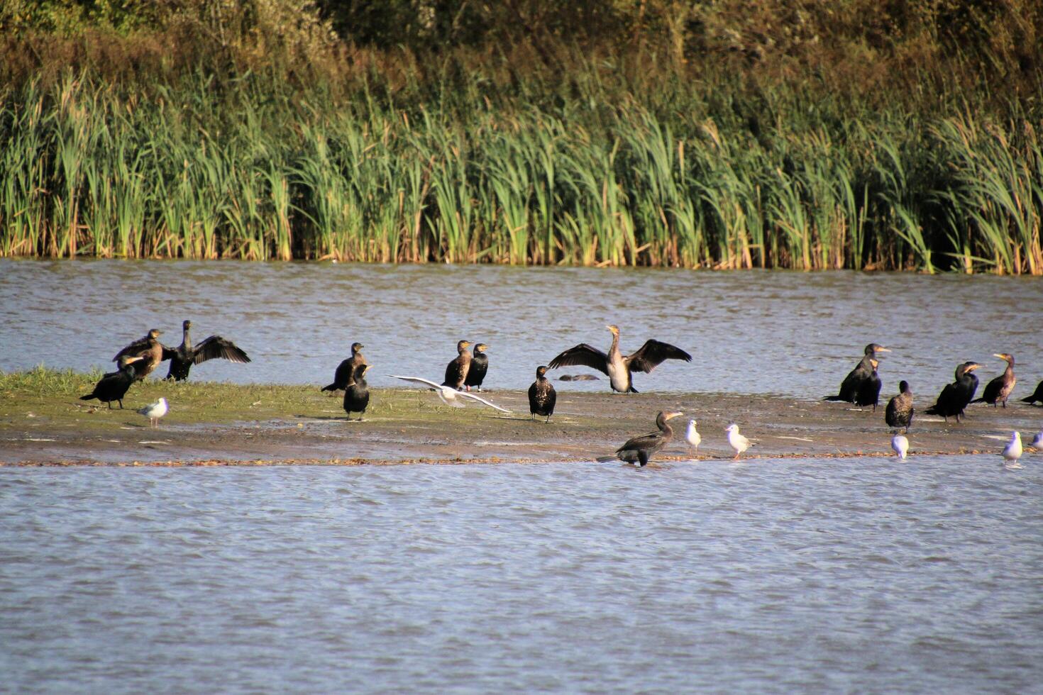 A view of some Cormorants at Venus Pool Nature Reserve photo