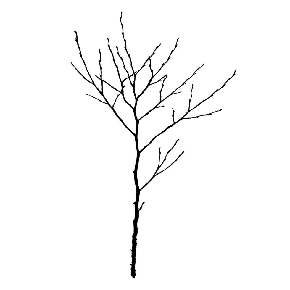 Black Branch Tree or Naked trees silhouettes set. Hand drawn isolated illustrations. vector