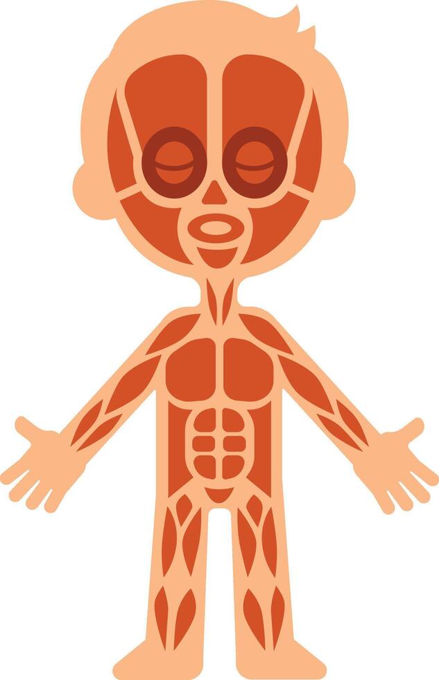 Cartoon illustration showing the muscular system of a child, useful for educational purposes, explaining human anatomy in a simple and engaging way vector